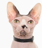 Silicone Cat Collar - Soft, Comfortable, and Lightweight Breakaway Collar with Name Tag Ring for Outdoor Cats and Sensitive Skin Pets by Nuvuq (6 ⅞" to 10 ¼", Black)