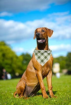 ARING PET Christmas Dog Bandanas, Green White Plaid Triangle Scarf for Puppy Small Medium Large Boy Girl Dogs-S