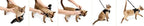 Metal Free Leash Harness Designed for Small Pets who fit underseat of Airplane (M2)