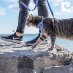RC Pets Adventure Kitty Cat Harness | Adjustable Airmesh Vest with D-Ring and 6ft Leash for Walking and Travel | Lil Heart, Large