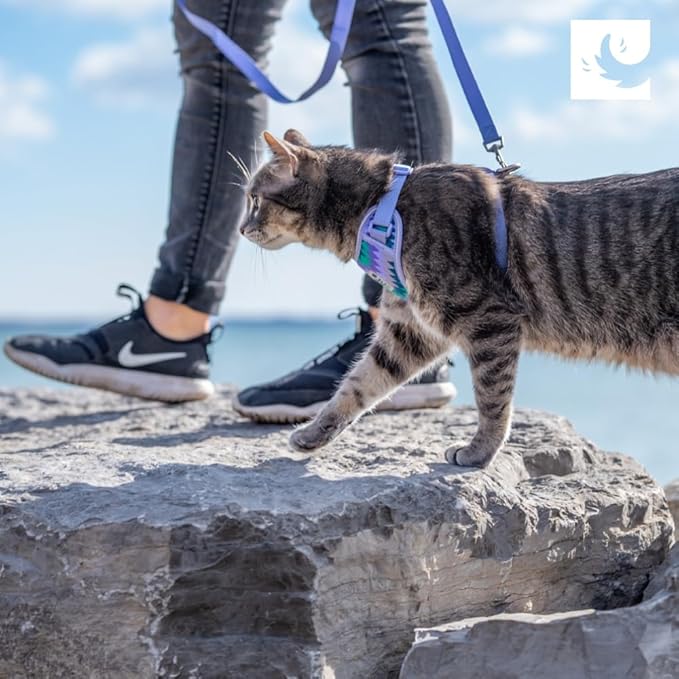 RC Pets Adventure Kitty Cat Harness | Adjustable Airmesh Vest with D-Ring and 6ft Leash for Walking and Travel | Raspberry, Large