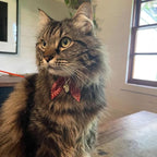 PetSoKoo Bunny Ears Cat Collar, Japan Lucky ‘開三運’ Charm. Safety Breakaway Bowtie Kitten Collar with Bell, Red