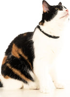 Silicone Cat Collar - Soft, Comfortable, and Lightweight Breakaway Collar with Name Tag Ring for Outdoor Cats and Sensitive Skin Pets by Nuvuq (6 ⅞" to 10 ¼", Black)