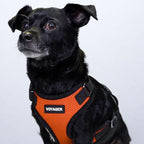 Voyager Step-in Pet Harness - All Weather Mesh, Adjustable Step in Harness for Cats and Dogs by Best Pet Supplies - Orange/Black Trim, L