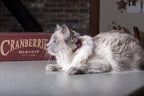 LupinePet Eco 1/2" Berry Cat Safety Collar with Bell , 8-12"
