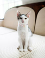 Cat Collar Breakaway with Bells,3 Pack Safety Adjustable Pet Collars,Ideal for Girl Boy Kittens. (White Yellow Pink)