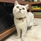 PetSoKoo Cute Bowtie Cat Collar with Bell. Japanese Stylish Bowknot & Fish Charm. Safety Breakaway, Soft, Lightweight, for Girl Boy Male Female Cats Kitten,Red