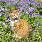 Lionet Paws 2pcs Pack Cotton Cat Collar,Breakaway Buckle with Daisy Pattern and Brand Pendant Cute Adjustable Cat Kitten Collar,Ideal for Girl Cats Boy Cats