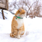 BINGPET Cat Collar, 3 Pack Adjustable Breakaway, Cute Kitty Collars with Bell, Christmas, for Girl Boy Cats & Small Pets