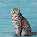 AIITLE Breakaway Cat Collar with Cute Bow Tie and Bell, Detachable Adjustable Safety Collars for Girl Cats and Boy Cats, Kittens, Puppy, Soft Stylish Plaid Patterns Cat Collars,Pink