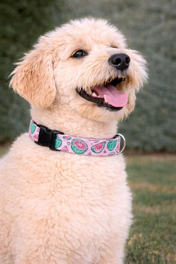 The Watermelon in Pink Dog Collar (X-Large (1.5" Wide))