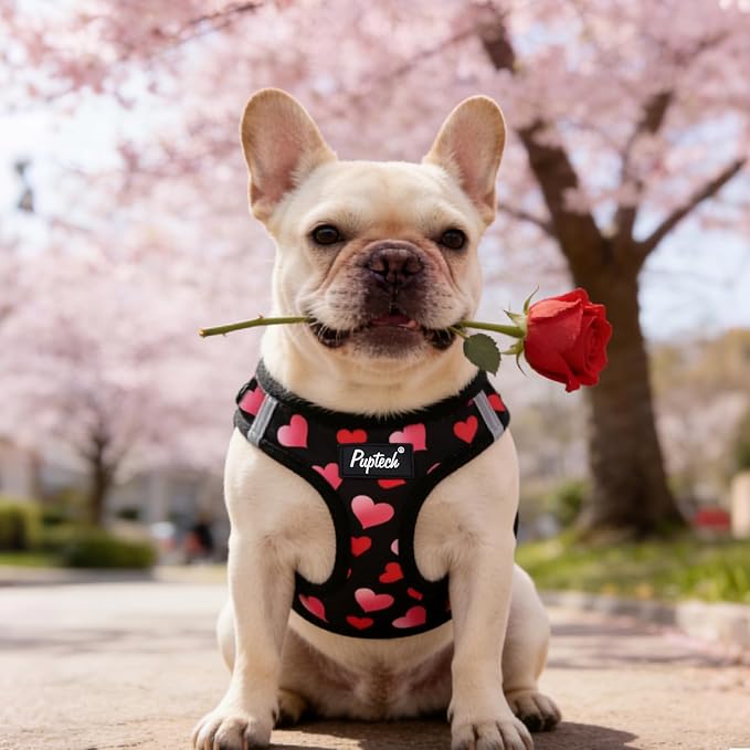 PUPTECK Dog Harness and Leash Set for Small Medium Dogs No Pull Step-in Soft Mesh Puppy Cat Vest Harnesses Reflective at Night Valentine, Black&Pink Heart, M