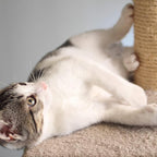 Cat Scratching Post - 3 Scratcher Posts with Carpeted Scratch Pad Base and Perch - Furniture Scratching Deterrent for Indoor Cats by PETMAKER (Gray)