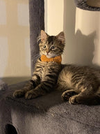 2 Pack Soft Corduroy Cat Collars with Bow Tie & Bell Adjustable Breakaway Bowtie Kitten Collar for Girl Boy Kittens(Orange & Dark Green)