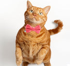 Sliverdew 2 Pcs Safety Cat Collar with Bell Breakaway Bow Tie Cat Collar Adjustable Velvet Kitten Collars Small Puppy Bowtie Collar for Wedding Birthday Party