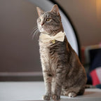 Cotton Breakaway Cat Collar with Bow Tie and Bell, Adjustable Cute Soft Corduroy Kitten Collars for Girl and Boy Cats