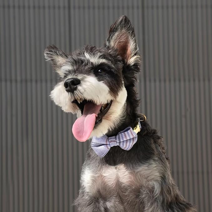 Beirui Cute Small Dog Harness Collar and Leash Set with Bowtie, Soft Adjustable Plaid Puppy Harness for Small Sized Dogs Cats Walks Parties and Photoshoots(Blue,S:Chest 17-23")