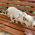 azuza Cat Harness and Leash Set for Safe Walking and Travel, Escape Proof Cat Harness, Lightweight Soft and Comfortable, Adjustable Kitten Harness for Small Medium Large Cats, Yellow Cactus