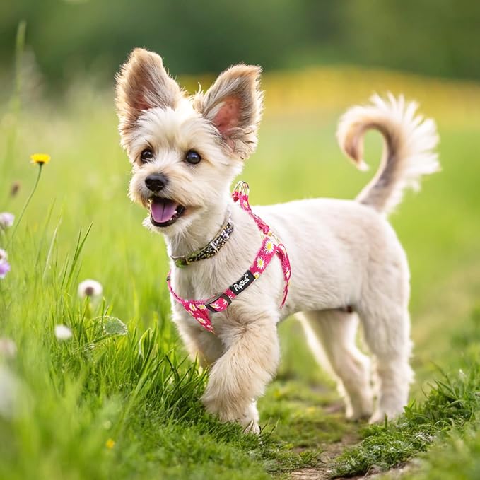 PUPTECK No Pull Dog Harness Soft Adjustable Basic Nylon Step in Puppy Vest Outdoor Walking with ID Tag, Fuchsia Daisy, M