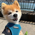 Best Pet Supplies Voyager Step-in Air All Weather Mesh Harness and Reflective Dog 5 ft Leash Combo with Neoprene Handle, for Small, Medium and Large Breed Puppies - Set (Turquoise), L