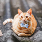 AIITLE Breakaway Cat Collar with Cute Bow Tie and Bell, Detachable Adjustable Safety Collars for Girl Cats and Boy Cats, Kittens, Puppy, Soft Stylish Plaid Patterns Cat Collars,Blue