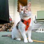 Voyager Escape-Proof Step-in Lock Cat Harness & 5ft Neoprene-Handle Leash Set All-Weather Mesh with Reflective Stitching for Small to Large Cats by Best Pet Supplies, Orange, XXXS