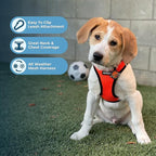 Best Pet Supplies Voyager Step-in Air All Weather Mesh Harness and Reflective Dog 5 ft Leash Combo with Neoprene Handle, for Small, Medium and Large Breed Puppies - Orange/Black Trim, Medium