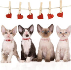 azuza 4 Pack Valentines Kitten Collar with Bell Valentines Day Breakaway Kitten Collars with Cute Heart Pattern Adjustable Size Suitable for Kittens