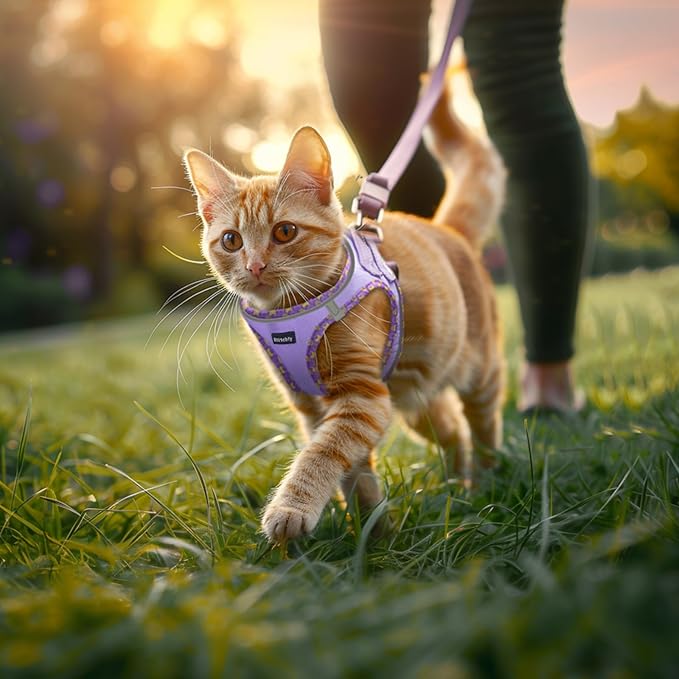 Rttochfy Cat Harness and Leash Set, Escape Proof Kitten Harness, Soft and Breathable Vest with Reflective Strip, Easy to Wear for Cats Walking and Traveling (Orange, M)