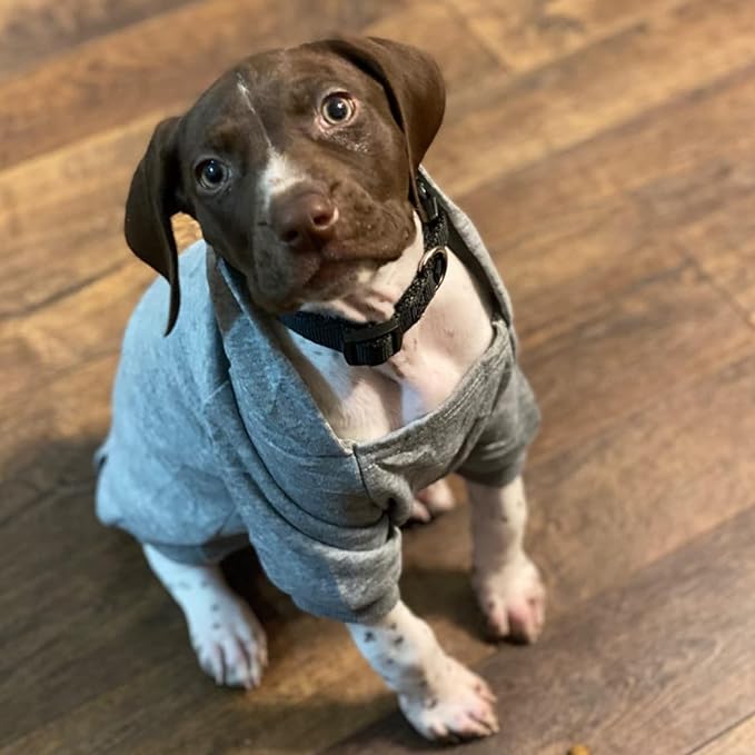 Jecikelon Winter Dog Hoodie Sweatshirts with Pockets Warm Dog Clothes for Small Dogs Chihuahua Coat Clothing Puppy Cat Custume (Grey, Medium)