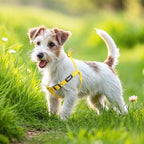 PUPTECK No Pull Dog Harness Soft Adjustable Basic Nylon Step in Puppy Vest Outdoor Walking with ID Tag, Yellow Bee, S