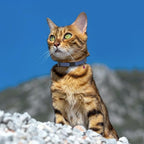 Breakaway Cat Collar Leather with Removable Bell - 13 Colors Available - Soft Adjustable Girl Boy Safety Lightweight Pet Kitten Collars Pink Brown Blue Green Red Orange Black (Orange)