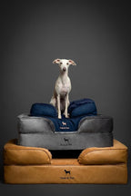 NOAH & PAW XL Dog Bed, 45x35x9.1 Inch, Orthopedic Large Dog Beds, Eggshell Memory Foam Infused with Cooling Gel, Waterproof, Machine Washable, Includes Inner Cover (Velvet Collection)