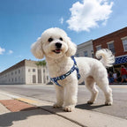 PUPTECK No Pull Dog Harness Soft Adjustable Basic Nylon Step in Puppy Vest Outdoor Walking with ID Tag, Blue Paw, M