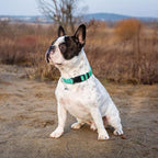PUPTECK Adjustable Dog Harness Collar and Leash Set Step in No Pull Pet Harness for Small Medium Dogs Puppy and Cats Outdoor Walking Running, Soft Mesh Padded Reflective Vest Harnesses, Solid Green XS