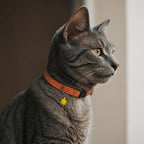 Breakaway Cat Collar Leather with Removable Bell - 13 Colors Available - Soft Adjustable Girl Boy Safety Lightweight Pet Kitten Collars Pink Brown Blue Green Red Orange Black (Orange)