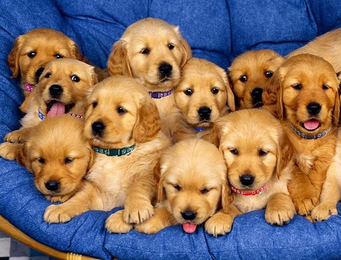 Puppy Collars, 19Pcs Whelping Puppy ID Collars with Bell Adjustable 19-32cm, Soft Nylon Litter Identification Dog Collars for Newborn Pets