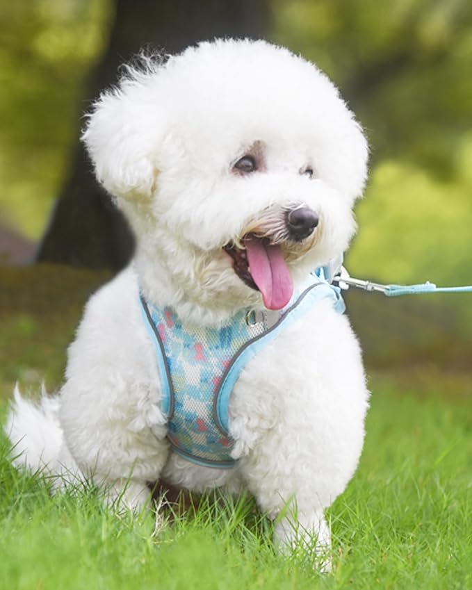 Dog Harness for Small Medium Dogs No Pull, Cat Harness and Leash Set, Step in Puppy Harness. (Bule, M)