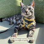 Lucy & Co. Looking Sharp Step-in Cat Harness & Leash Bundle – Reflective, Breathable & Adjustable Harness for Cats, Kittens & Small Dogs, Lightweight & Secure and Dual Leash Clips – Large