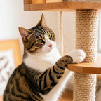 Sisal Rope for Cat Scratcher 1/4" 50 Ft Cat Tree Rope Twine for Repairing Cat Scratching Post Replacement DIY Hemp Rope for Carpet Mat Kicker House, Pet Toy, and Crafts Gardening Home Decorating