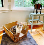Tallest Disposable Cat Litter Box 15 Trays 2 Trays Litter Box Low Entry Original Patented Indentical Design19 Lx17 Wx8.5 17 in. Closed Box. Woman Lifelong Cat Care Sassy Uses Daily 14 yrs Made-US
