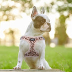 PUPTECK Dog Harness and Leash Set for Small Medium Dogs No Pull Step-in Soft Mesh Puppy Cat Vest Harnesses Reflective at Night, Brown Leopard Print, S