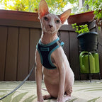 Best Pet Supplies - All Weather Mesh/Plush, Reflective, No Pull Harness for Small, Medium Dogs, Cats - Secure with Hook & Loop Fastener, Buckle, Double D-Rings - Black/Blue Trim, XL