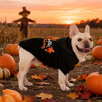 EXPAWLORER Fall Dog Hoodie-Soft and Warm Dog Sweaters, Pet Clothes Autumn Winter Coat Sweatshirt with Autumn Maple Leaf Theme Print for Puppy,Cat, Small Medium Large Dogs