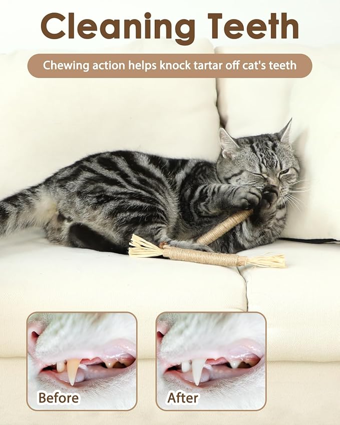 Tocirelo Silvervine Sticks Cat Toys - 6Pack Natural Cat Chew Toy Teeth Cleaning, Matatabi Dental Care Kitten Treat, Catnip Cat Teething Toys, Catmint Silver Vine Sticks for Bored Indoor Kitty
