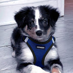 Best Pet Supplies Voyager Step-in Air All Weather Mesh Harness and Reflective Dog 5 ft Leash Combo with Neoprene Handle, for Small, Medium and Large Breed Puppies - Royal Blue/Black Trim, X-Large