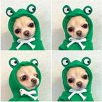 Warm Dog Winter Clothes Cute Fruit Dog Coat Hoodies Fleece Pet Dogs Costume Jacket for French Bulldog Chihuahua Ropa para Perro(Green,XL)