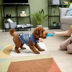 Dog Denim Jacket with Embroidered Daisy, Ripped Vintage Jean Vest for Small Dogs, Pugs, Chihuahuas, Spring Summer Autumn Festival Outfit (M)