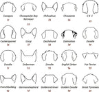 Personalized Dog Mom Sweatshirt, Custom Dog Ear Line Art Portrait Sweatshirt for Women, Pet Name Pullover Crewneck for Women, Customized Pet Lover Gifts, Mom Gift for Christmas Mothers 2