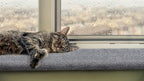 Purrched Cat Window Perch (29 Inch)